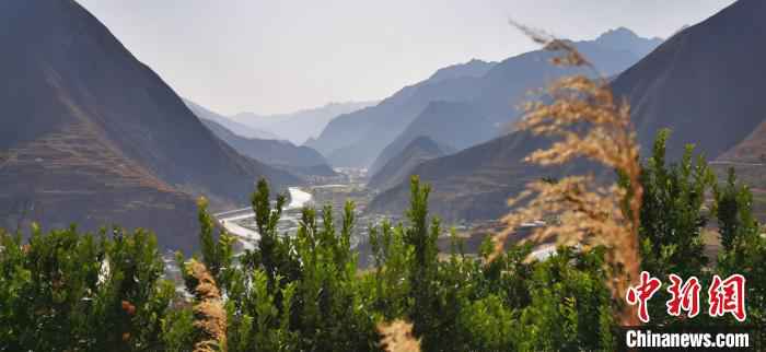 图为田济明种的绿化林。 魏建军 摄 甘肃陇南种橘人“居家”野狐沟三十载:橘子红了,山头绿了